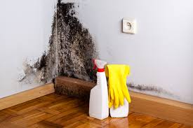 Professional Mold Removal Services in Kasson, MN